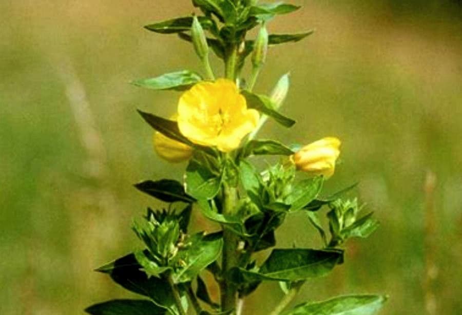Onagra arbustiva 6