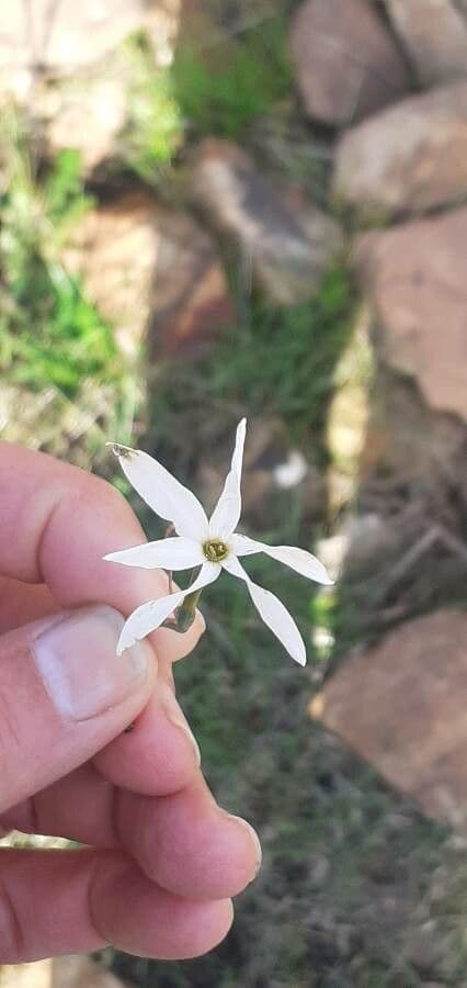 Narcisse d'automne 15