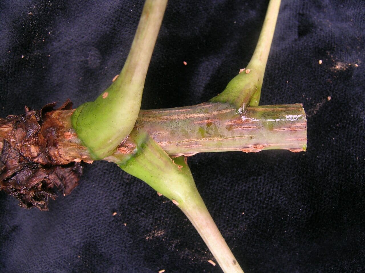 Aralia 11