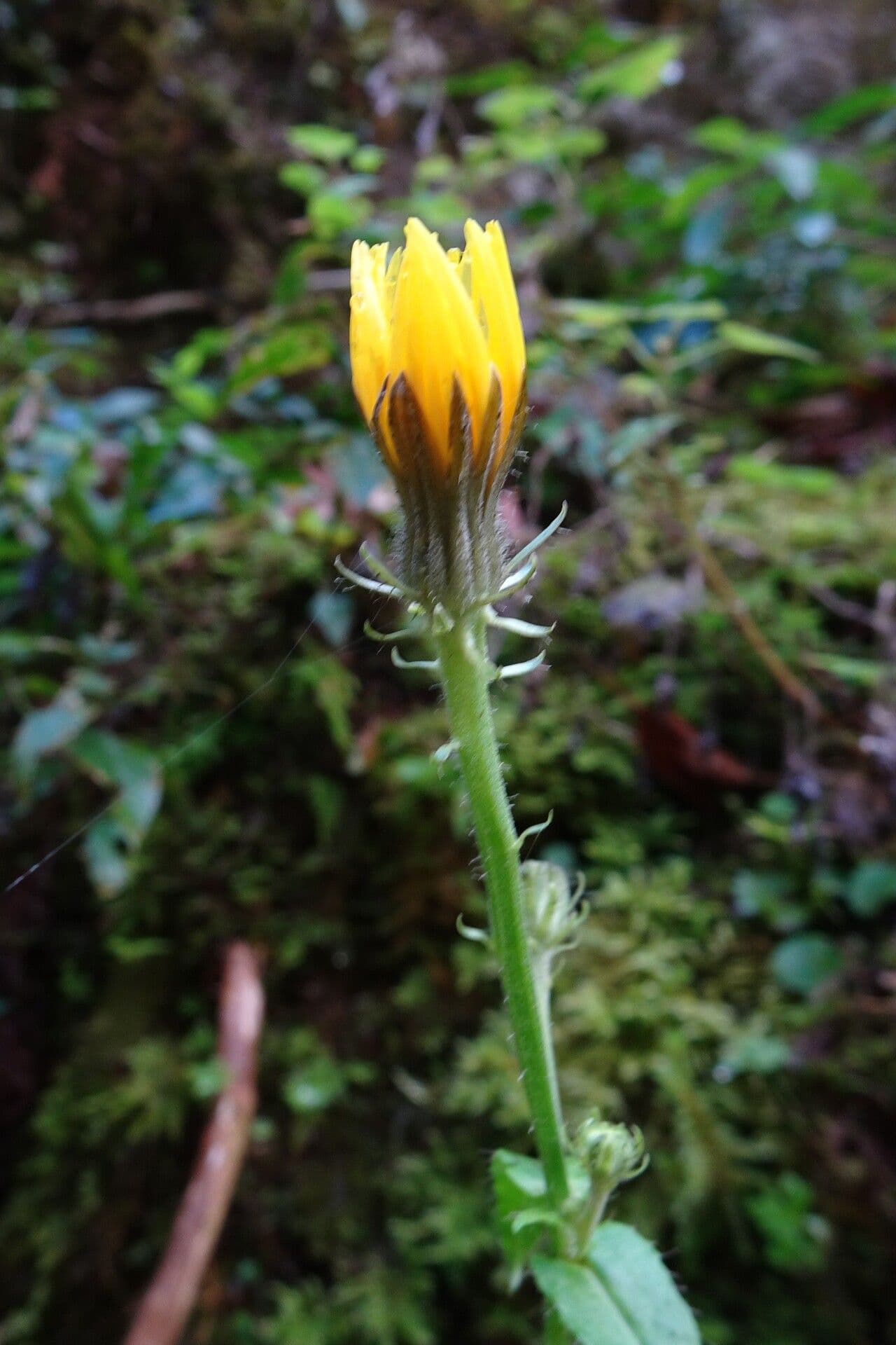 Gänsblume