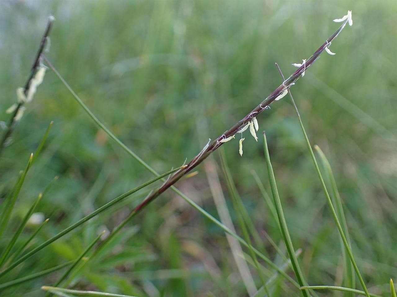 Cervino 2