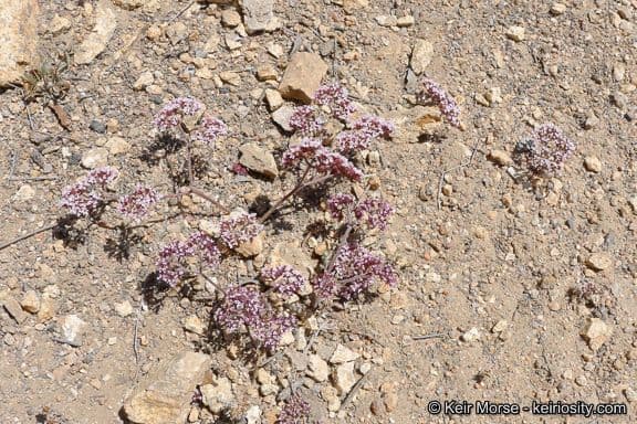 Chorizanthe staticoides 7
