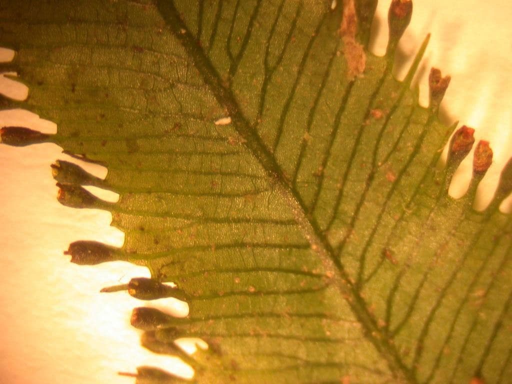 Trichomanes pennato 2
