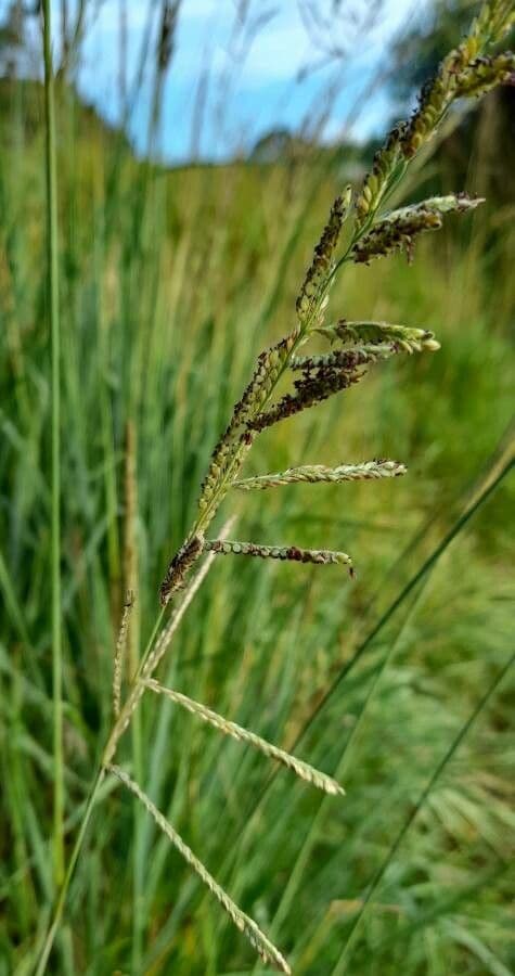 Urville-Paspalum 10