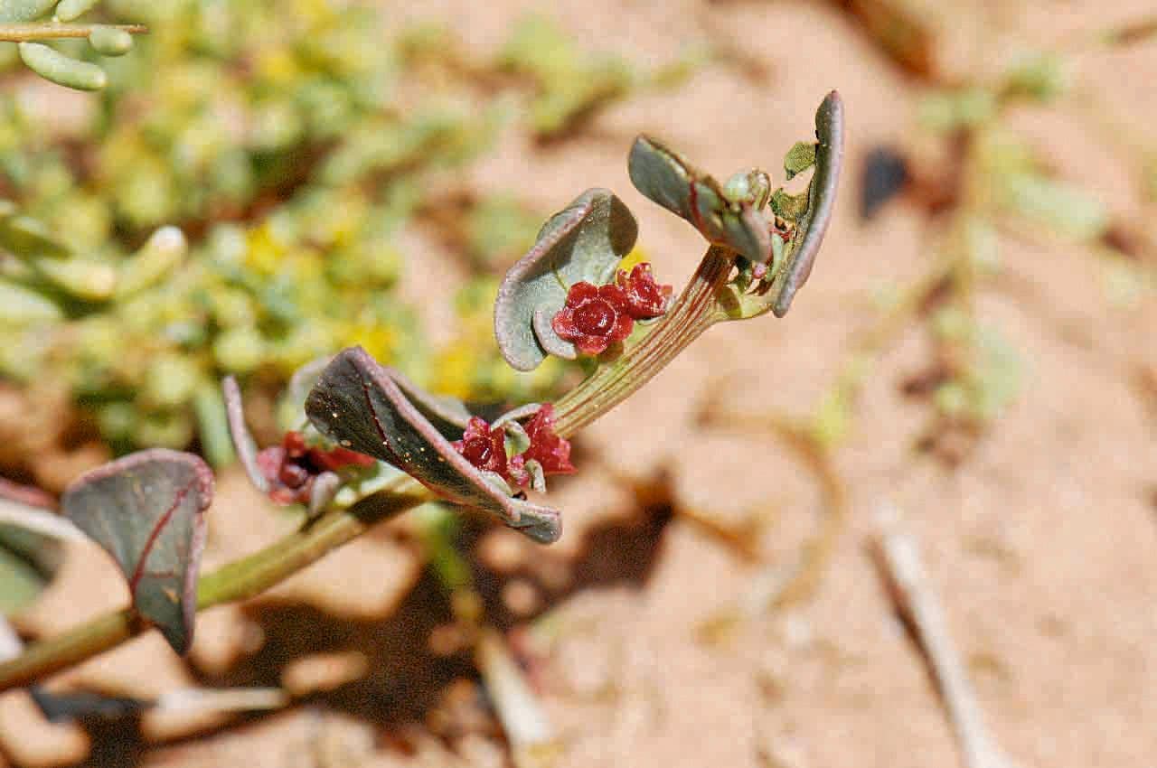 Patellifolia
