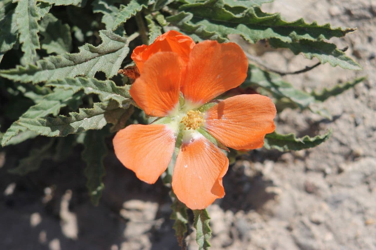 Malva lanza 3