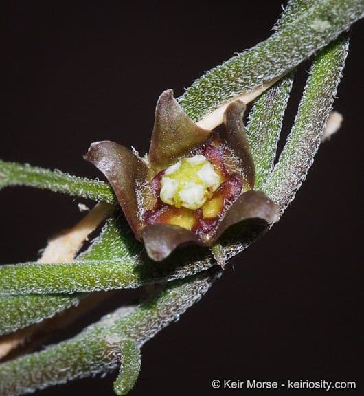 Matelea 3