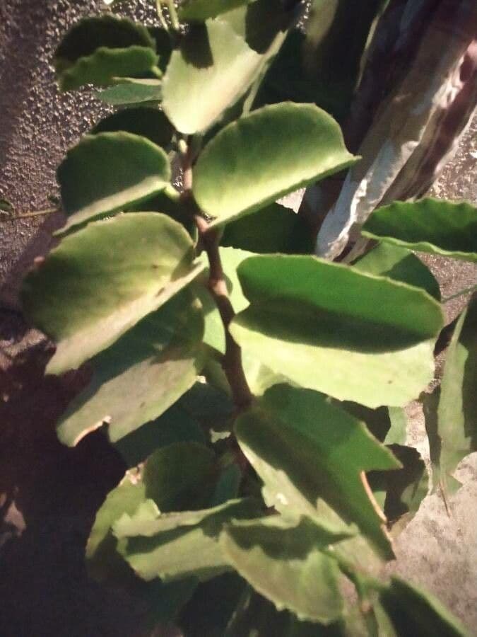 Cissus 9