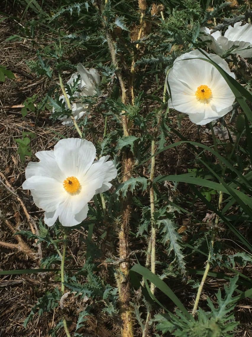 Argemone 12