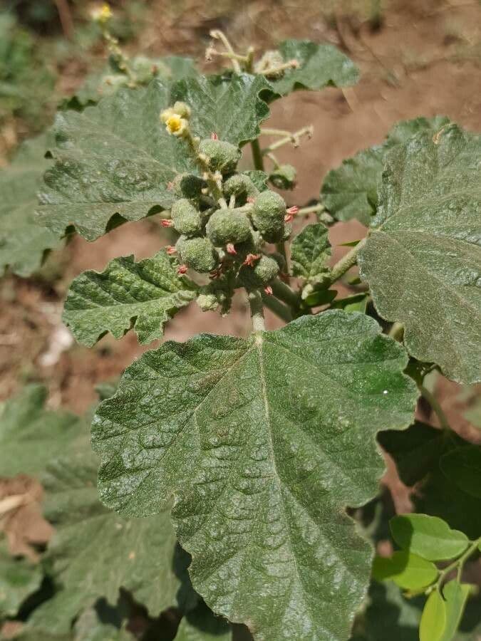 Chrozophora 4