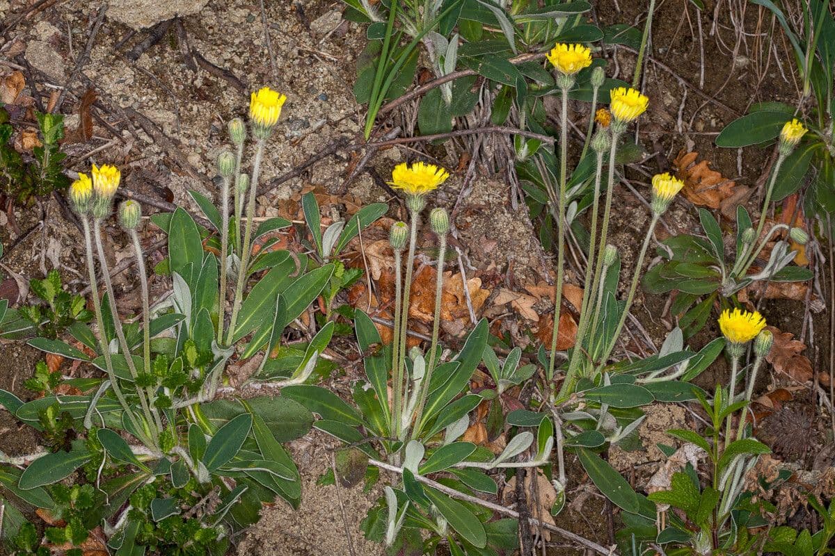 Pelosella 13