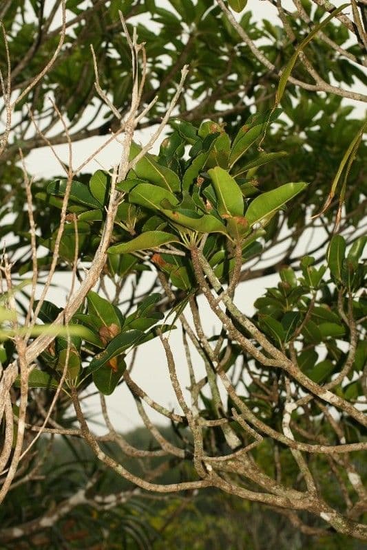 Mimusops balata 7