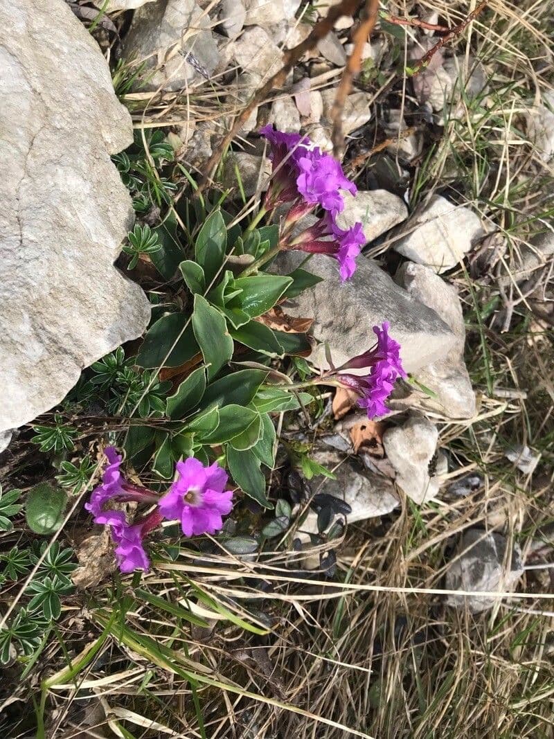 Primula