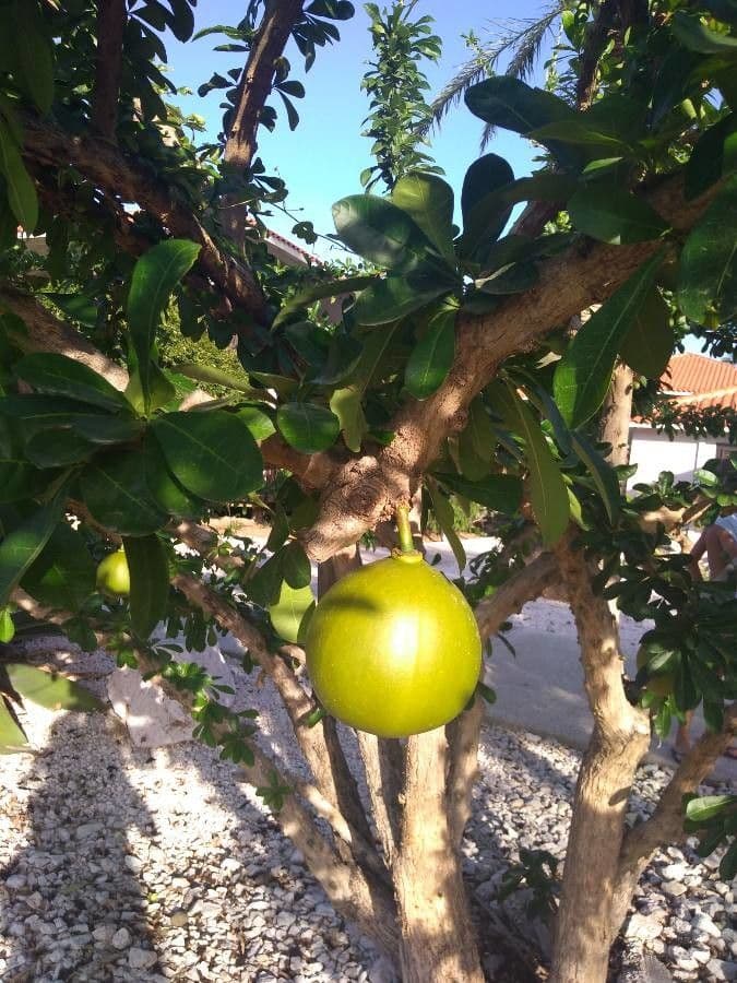 Calebasse