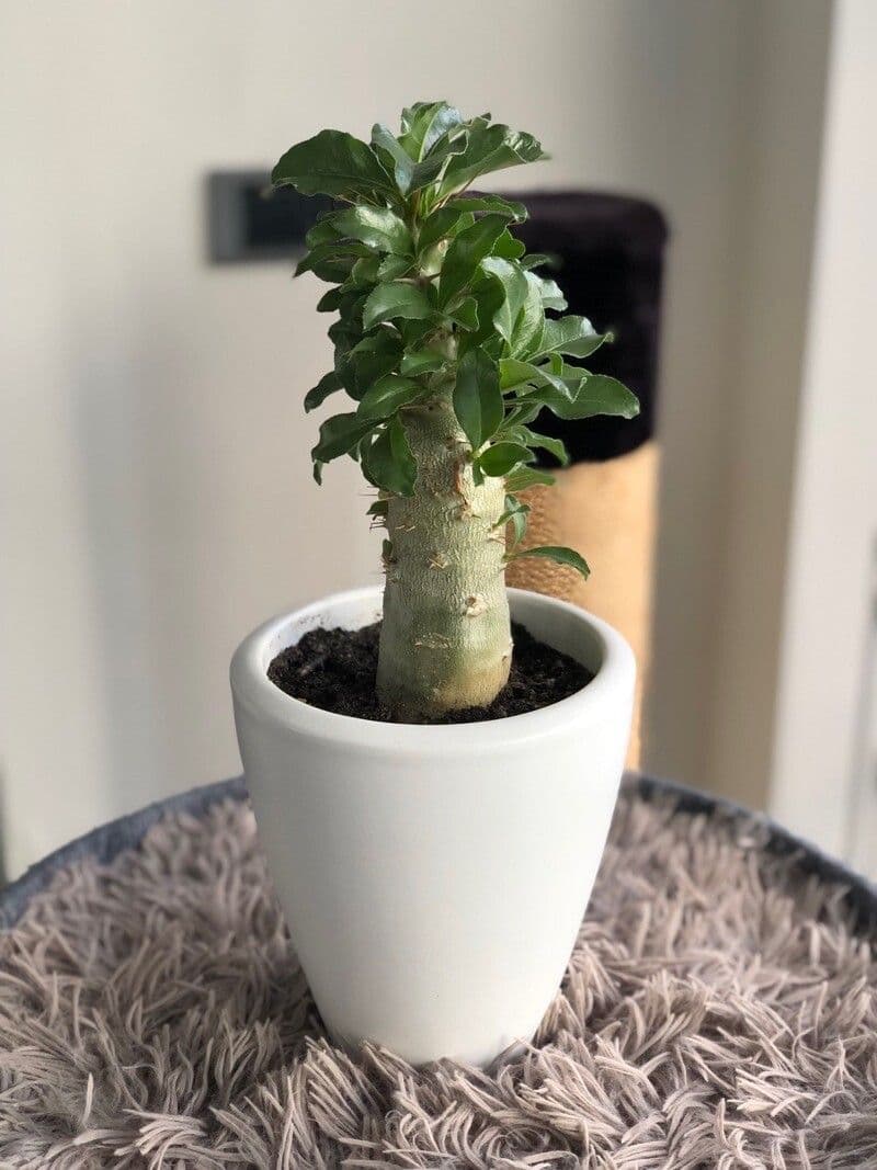 Pachypodium 14