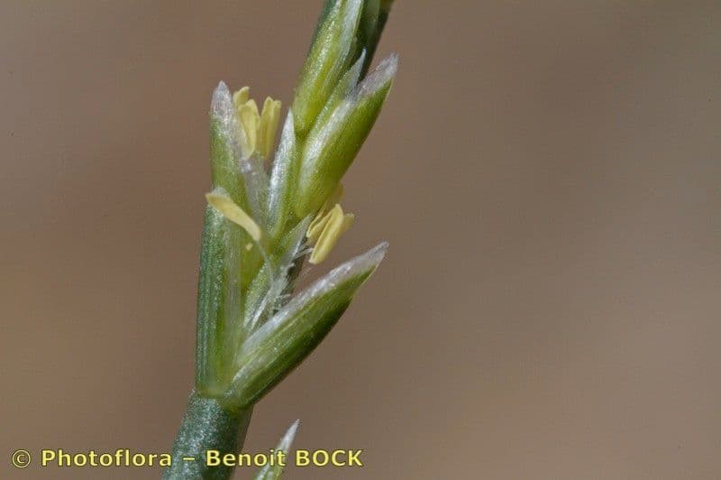 Festuca 3