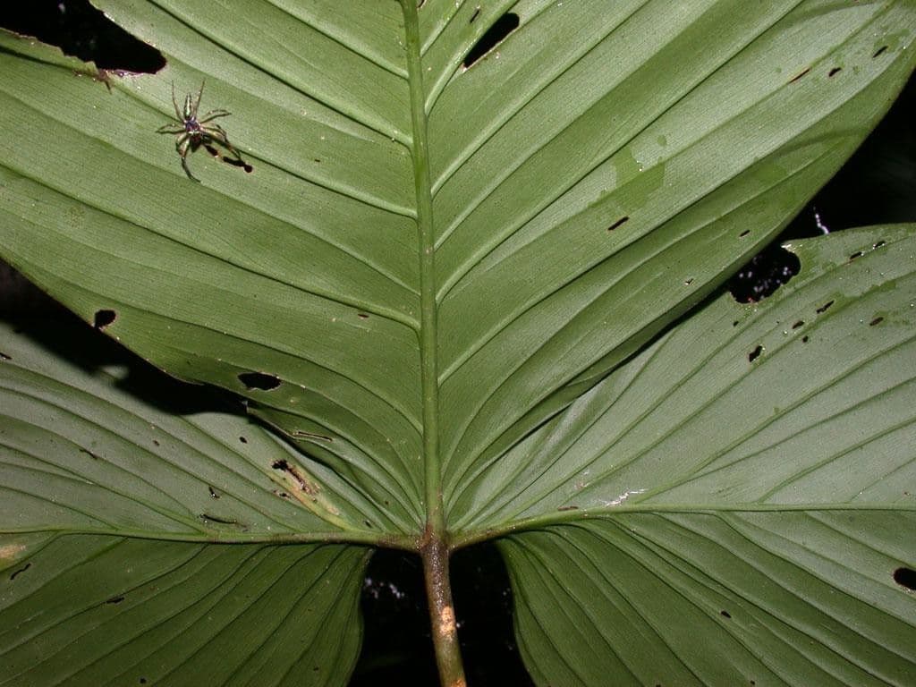 Philodendron 11