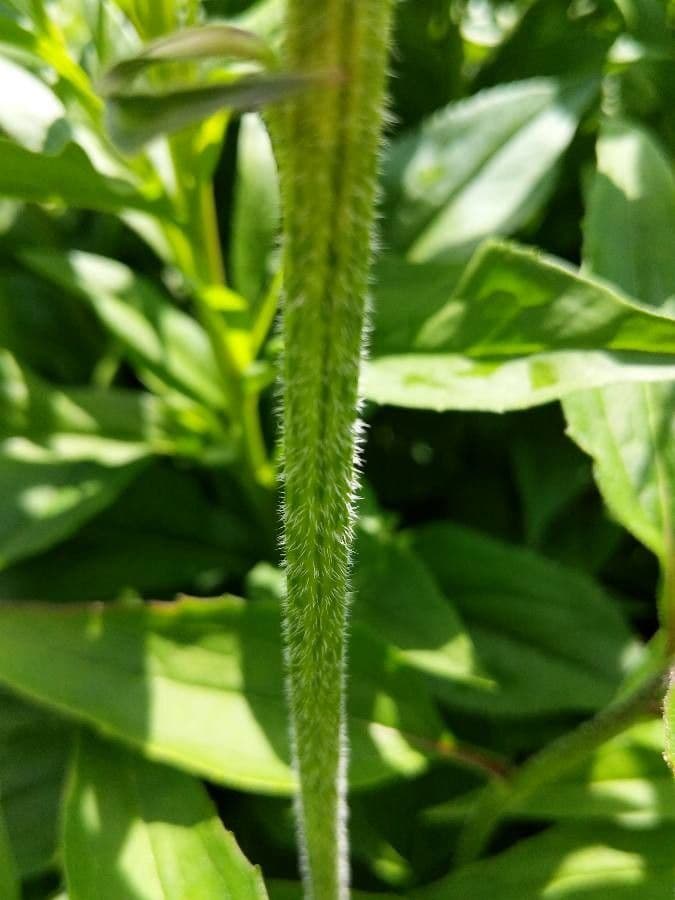 Třapatka purpurová 21