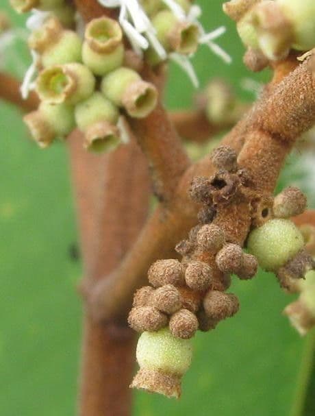 Miconia 2