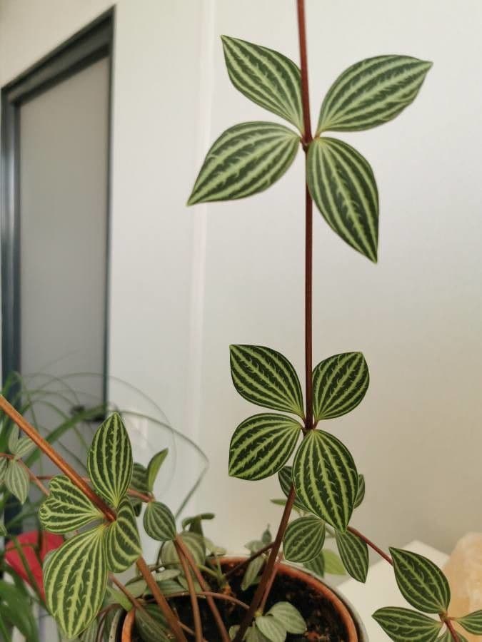 Peperomia 5
