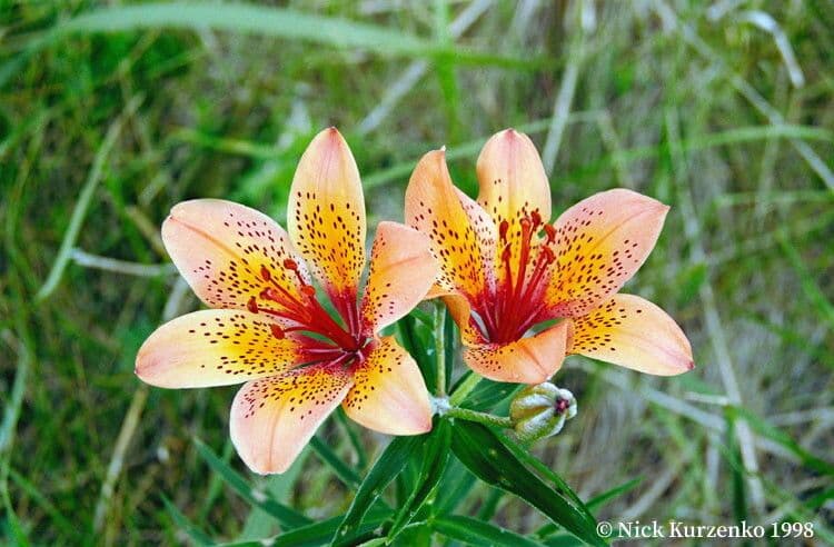Lilium pensylvanicum 2