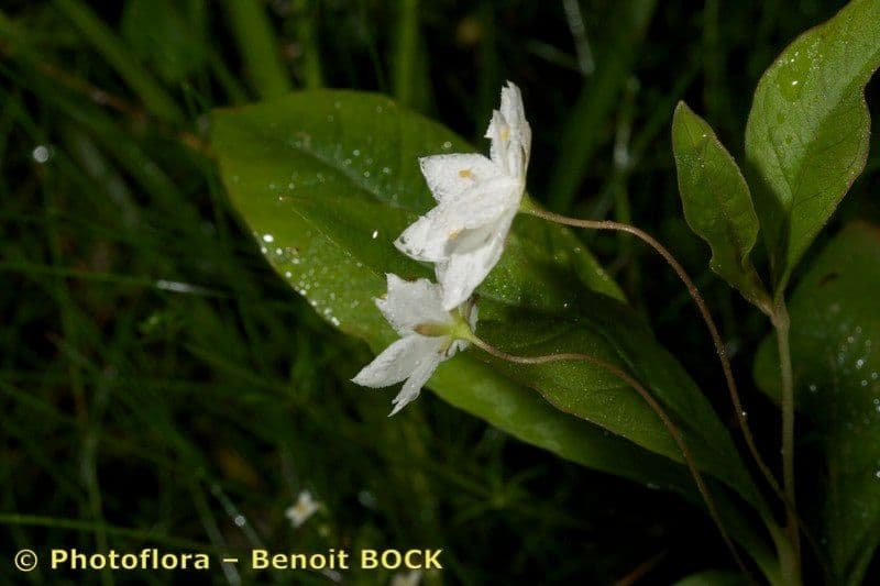 Trientalis 21