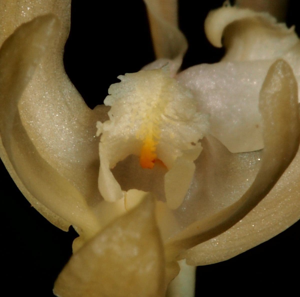 Dendrobium 4