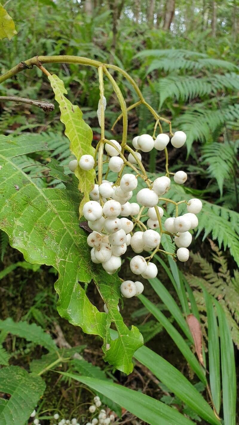 Psychotria 3