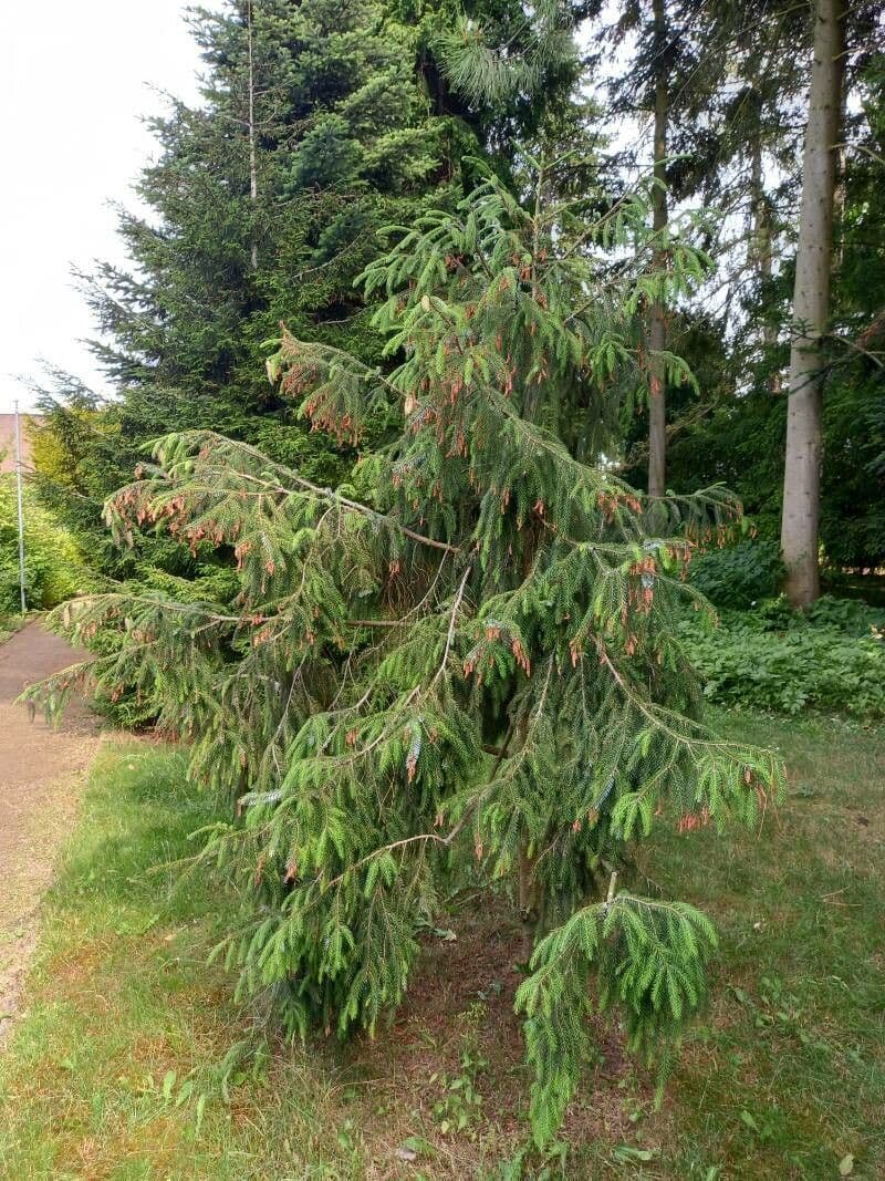Abete brachytyla 5