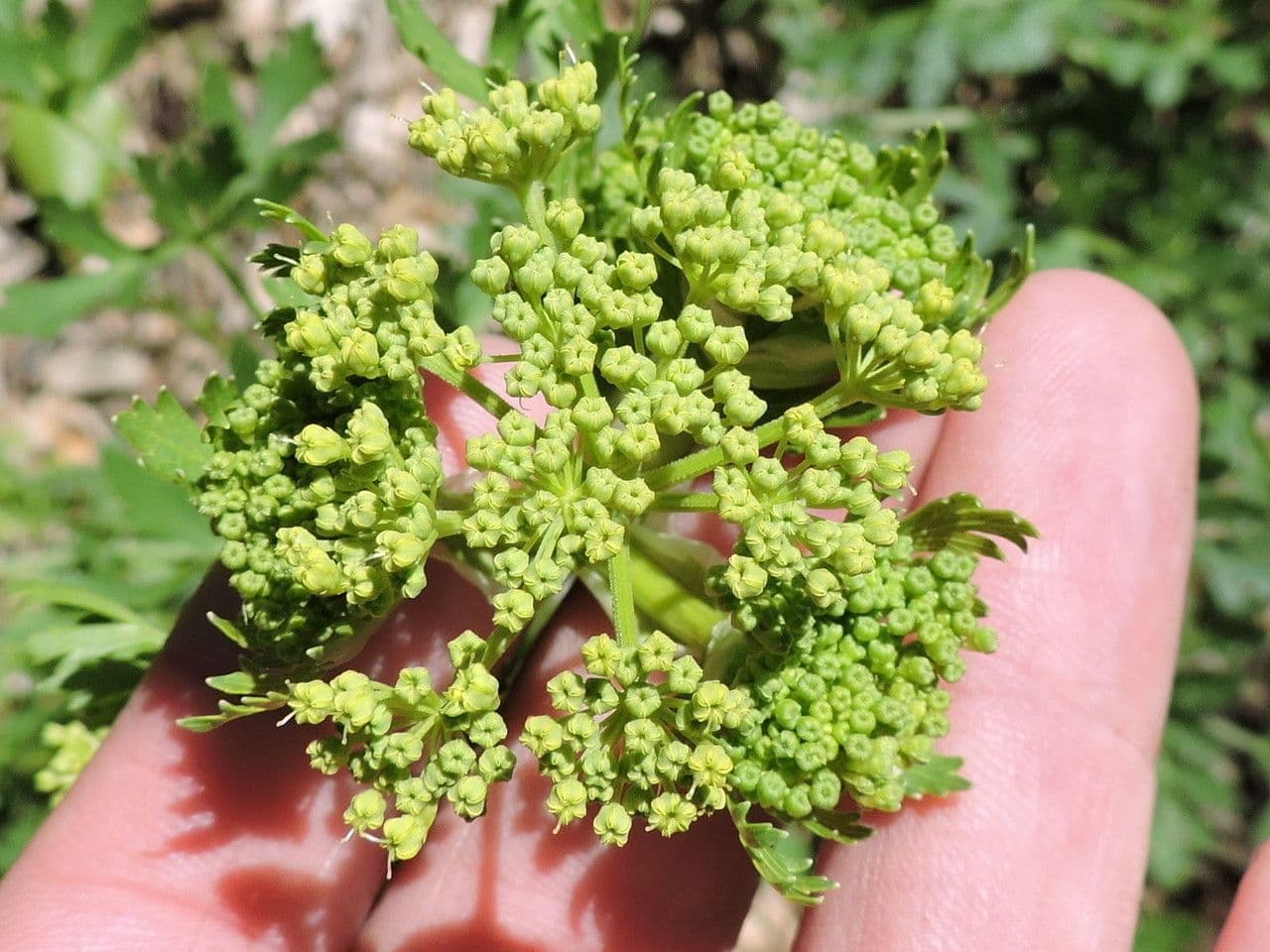 Polytaenia 7