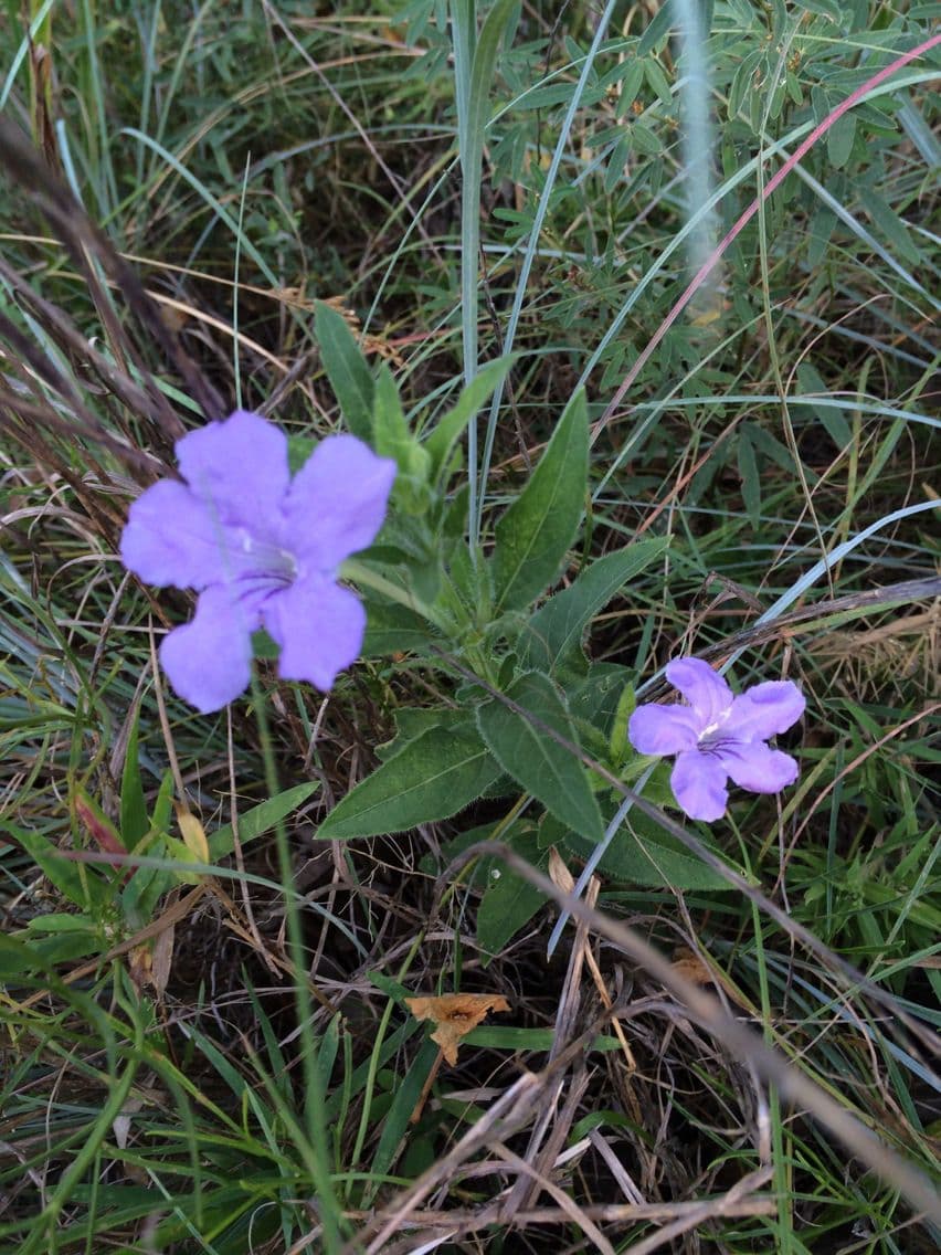 Ruellia 9