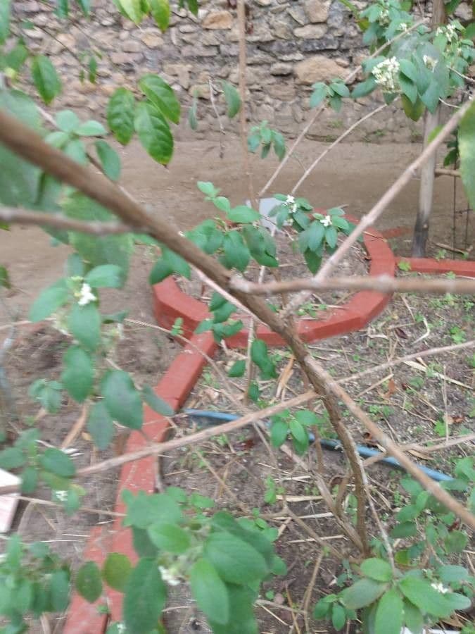 Lippia 4