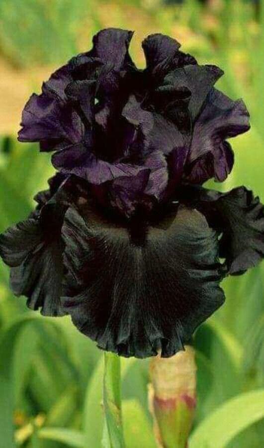 Iris à veines dorées 5