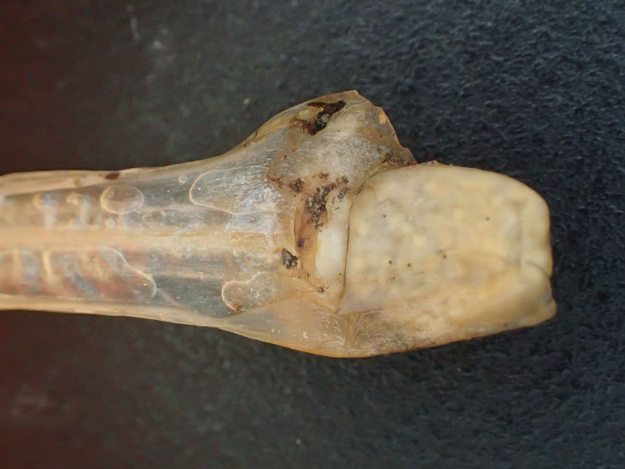 Isoetes setacea 10