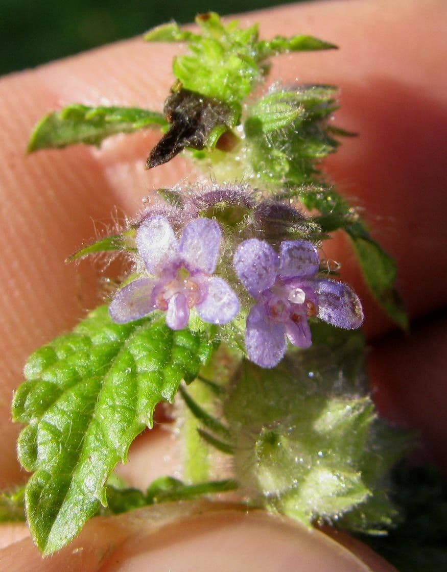 Marsypianthes 3