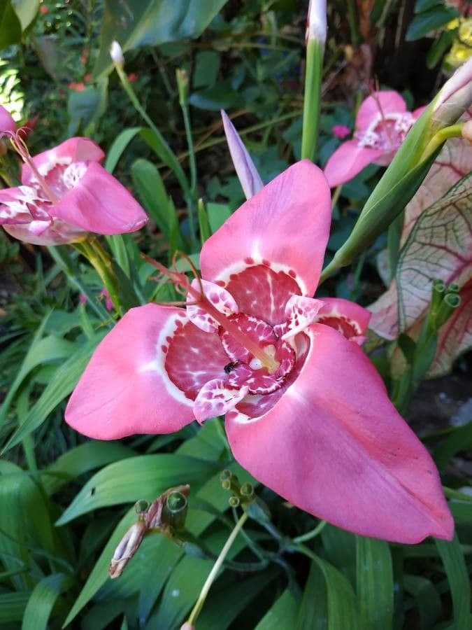 Tigridia 5
