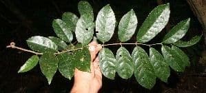Hippocratea 17