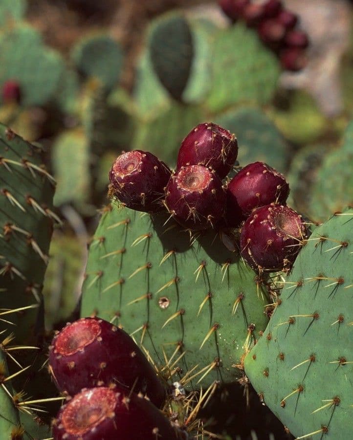 Nopal de espinas marrones