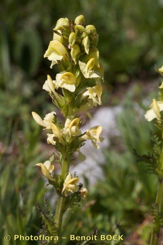 Pedicularis ascendens 18