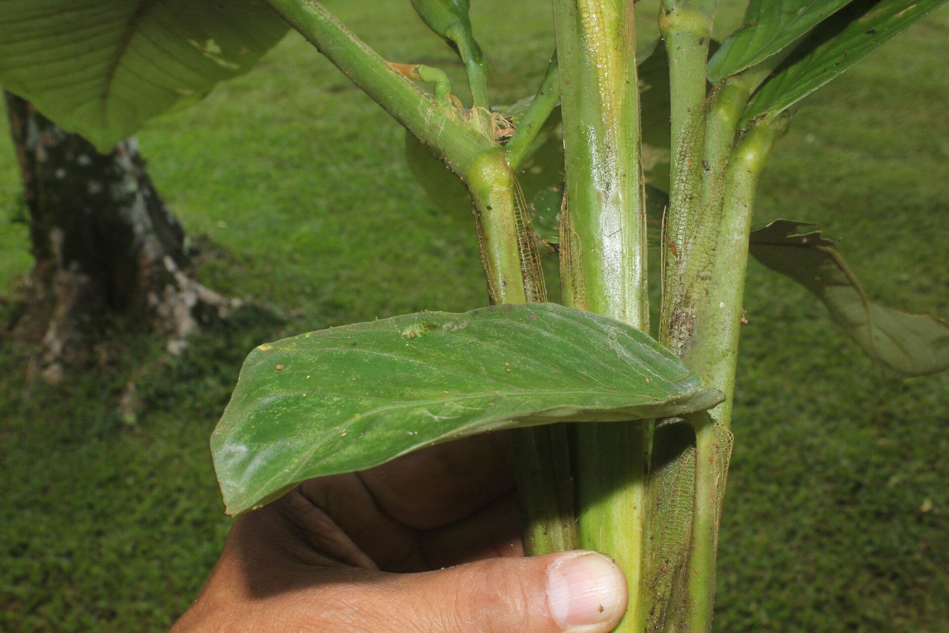 Hylaeanthe 13