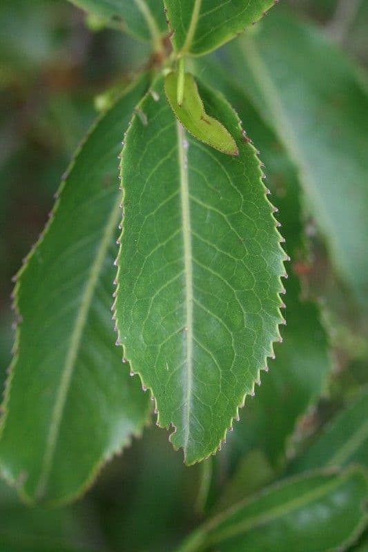Aphloia theiformis 20