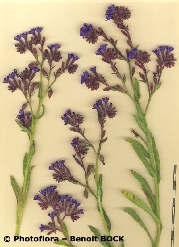Buglossoide ondulata 24
