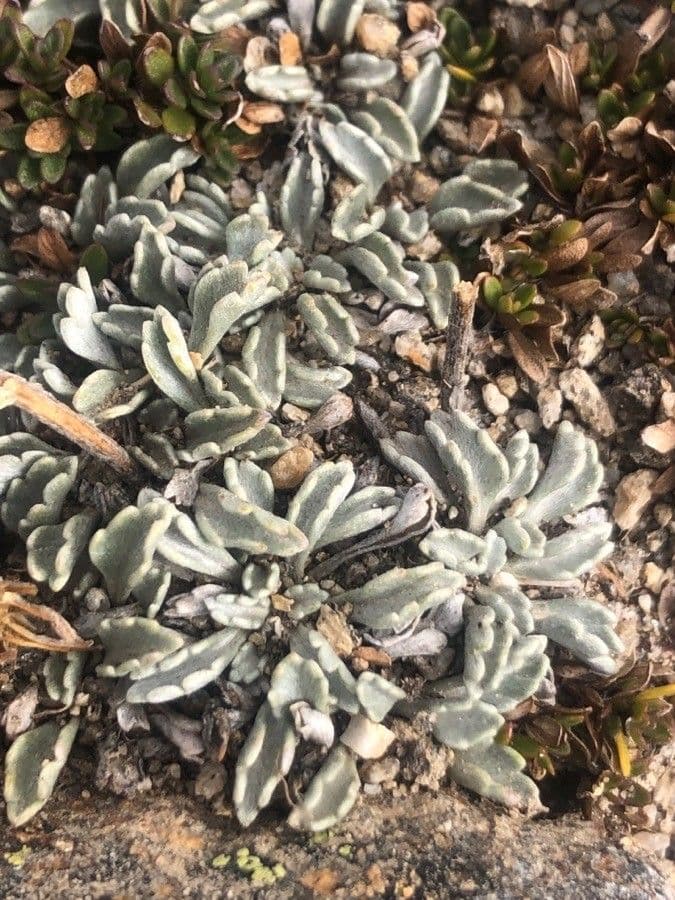 Jacobaea