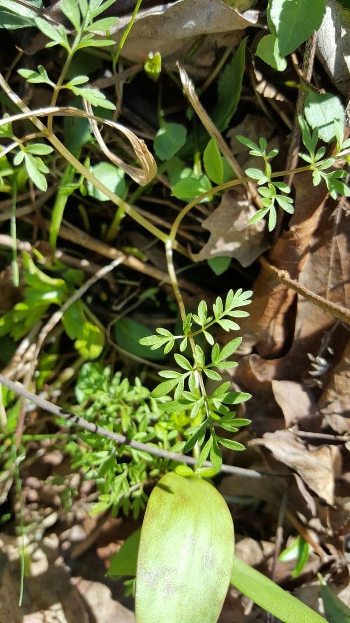 Erigenia bulbosa 13