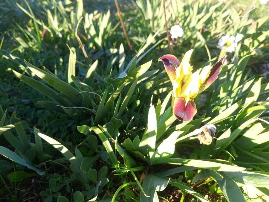 Iris 3
