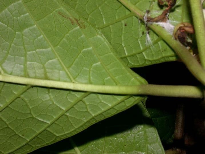 Prestonia portobellensis 12