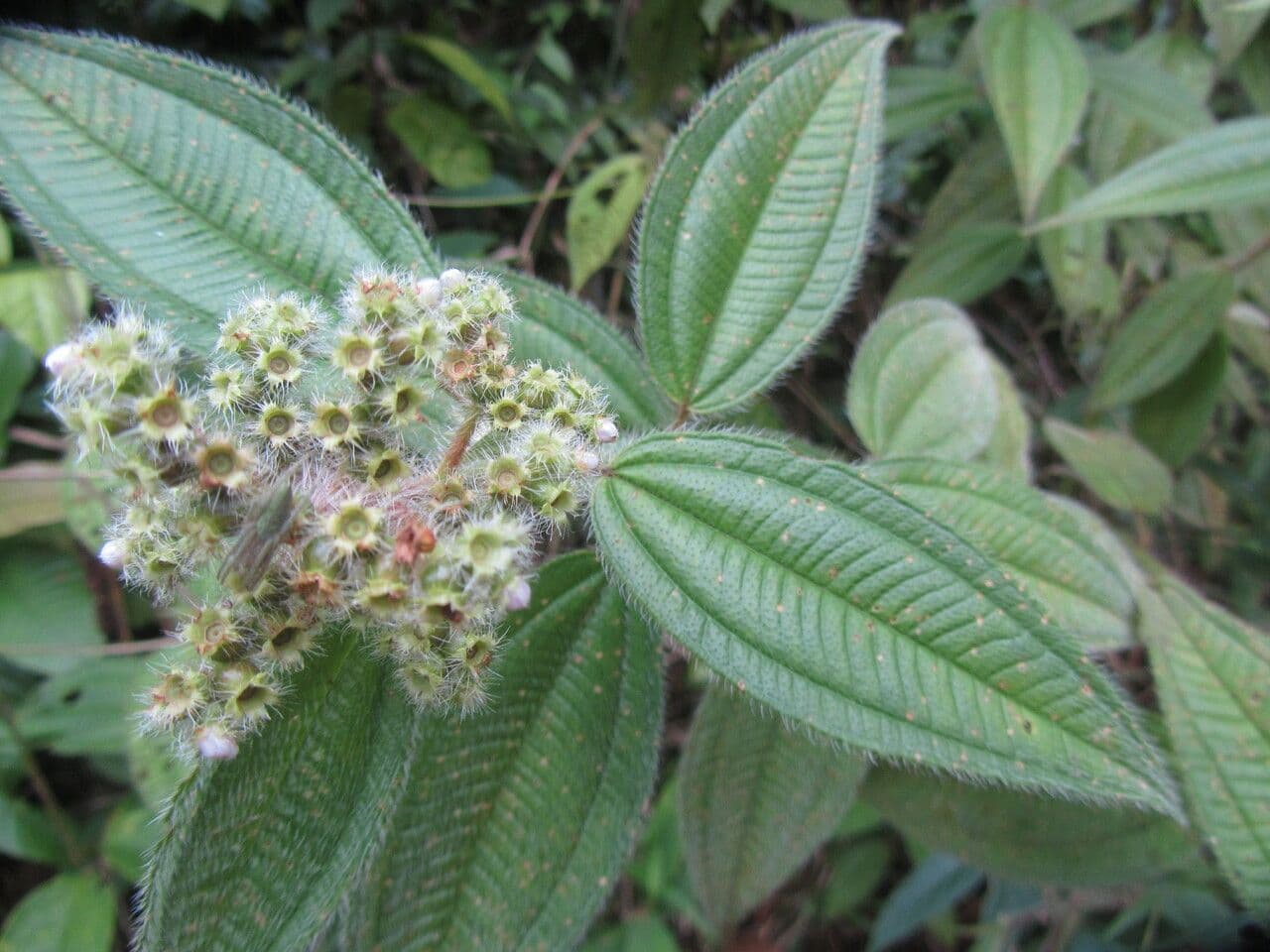 Miconia 15