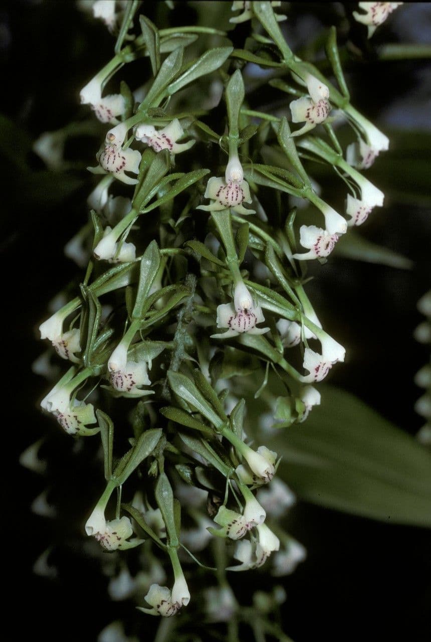 Epidendrum