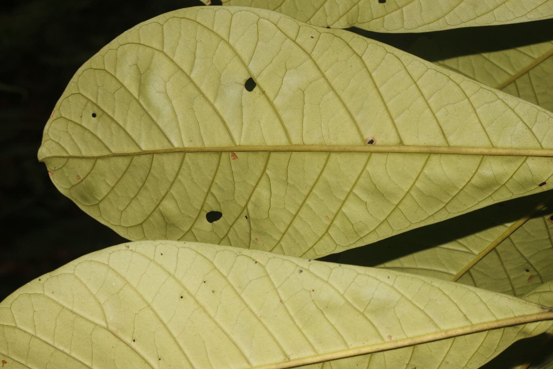 Aegiphila 9
