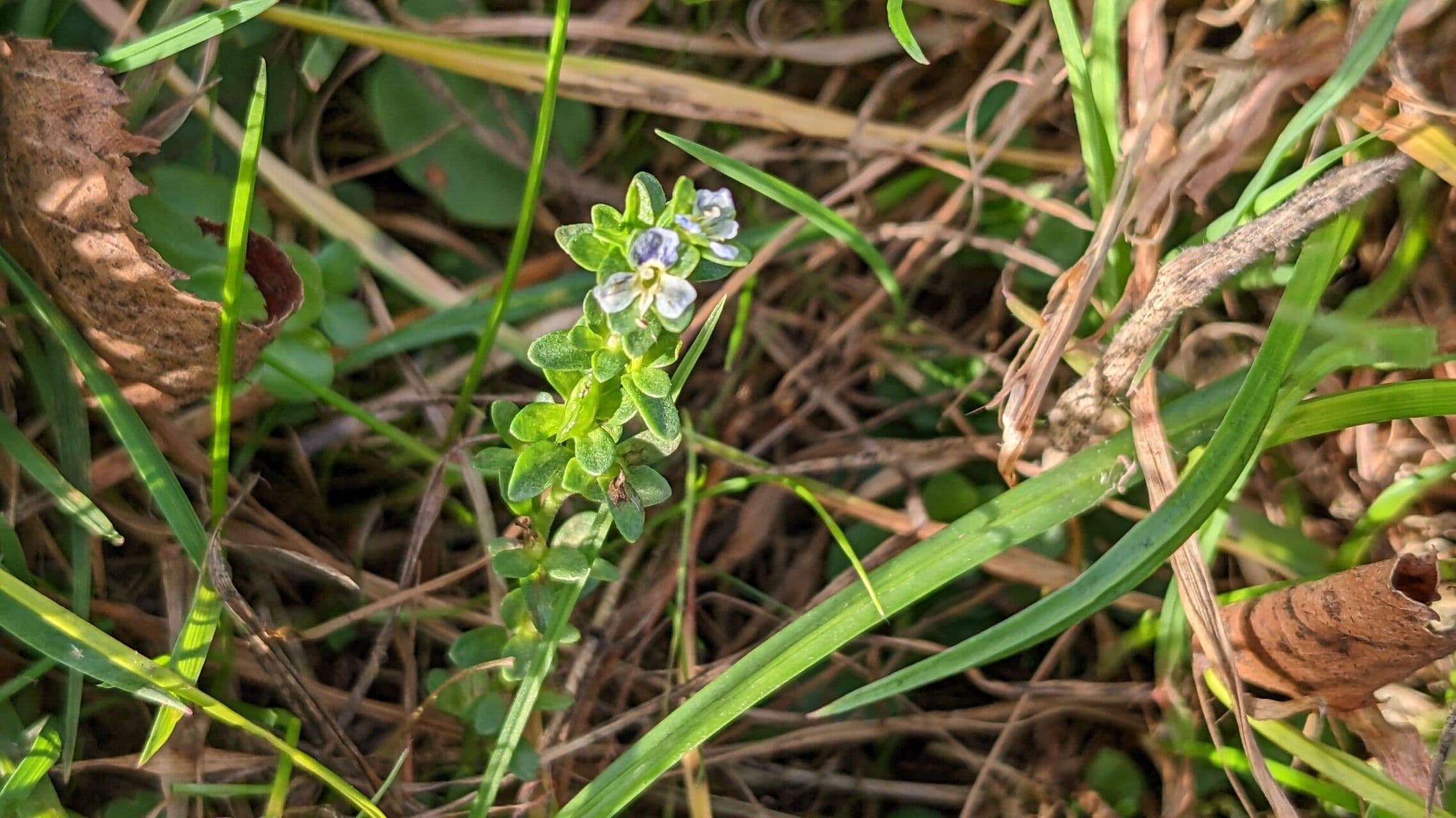 Veronica serpilifolia 14